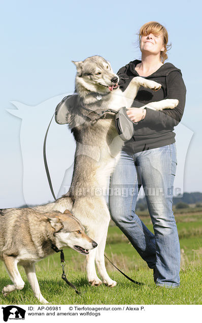 Frau und Amerikanische Wolfshunde / woman and american wolfdogs / AP-06981