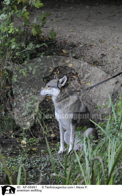 Amerikanischer Wolfshund / american wolfdog / AP-06991
