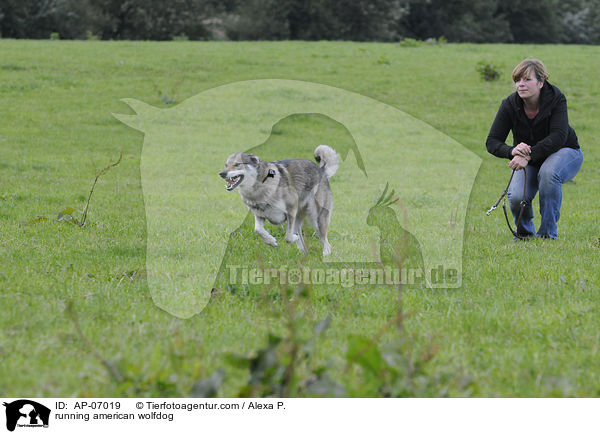 rennender Amerikanischer Wolfshund / running american wolfdog / AP-07019