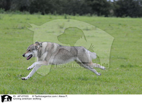 rennender Amerikanischer Wolfshund / running american wolfdog / AP-07020