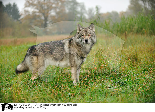 stehender Amerikanischer Wolfshund / standing american wolfdog / YJ-09384