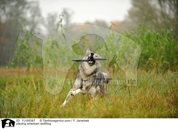 spielender Amerikanischer Wolfshund / playing american wolfdog / YJ-09387