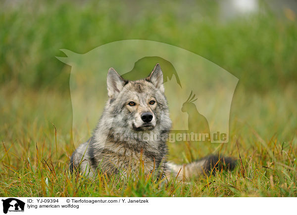 lying american wolfdog / YJ-09394