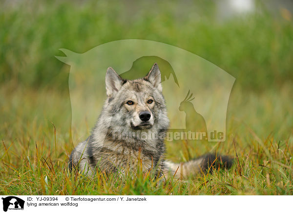 liegender Amerikanischer Wolfshund / lying american wolfdog / YJ-09394