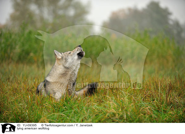 liegender Amerikanischer Wolfshund / lying american wolfdog / YJ-09395