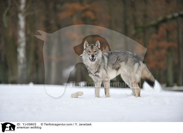 Amerikanischer Wolfshund / american wolfdog / YJ-09803