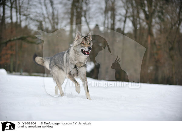 rennender Amerikanischer Wolfshund / running american wolfdog / YJ-09804