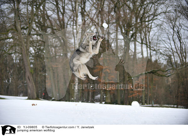 springender Amerikanischer Wolfshund / jumping american wolfdog / YJ-09805