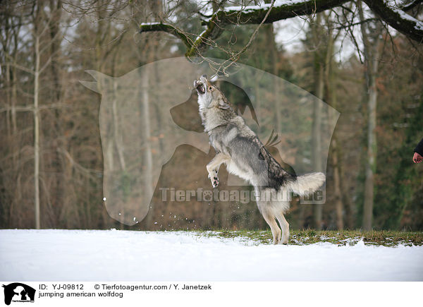 springender Amerikanischer Wolfshund / jumping american wolfdog / YJ-09812