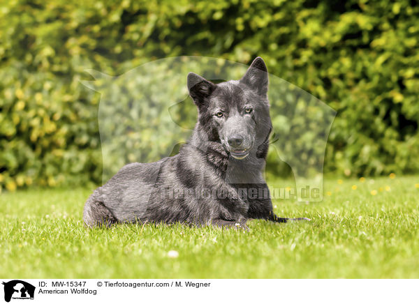 Amerikanischer Wolfshund / American Wolfdog / MW-15347