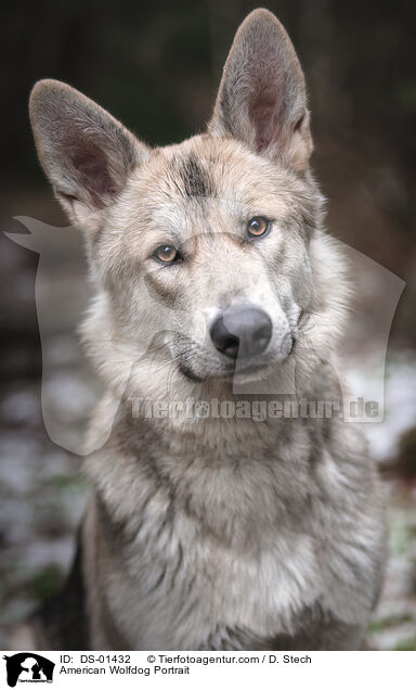 Amerikanischer Wolfshund Portrait / American Wolfdog Portrait / DS-01432