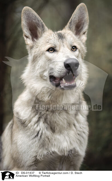 Amerikanischer Wolfshund Portrait / American Wolfdog Portrait / DS-01437