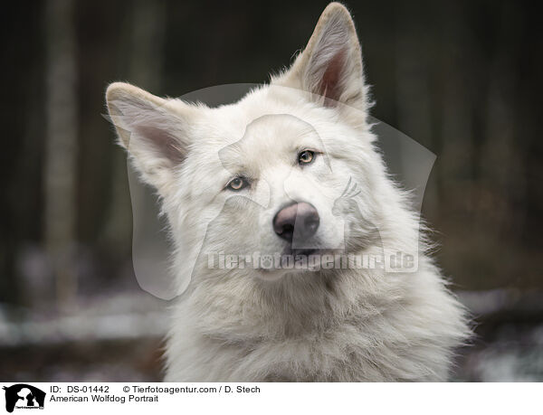Amerikanischer Wolfshund Portrait / American Wolfdog Portrait / DS-01442