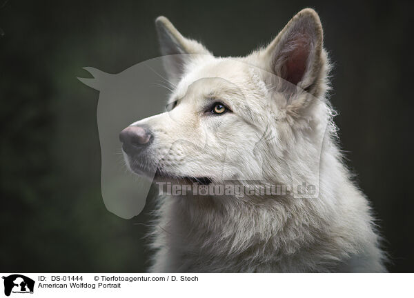 American Wolfdog Portrait / DS-01444