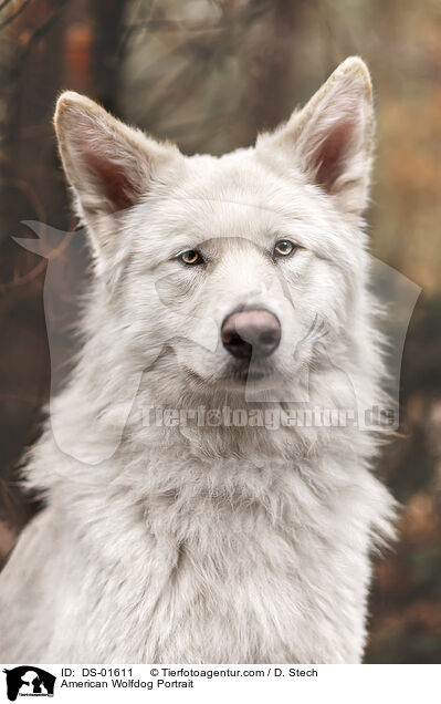 Amerikanischer Wolfshund Portrait / American Wolfdog Portrait / DS-01611