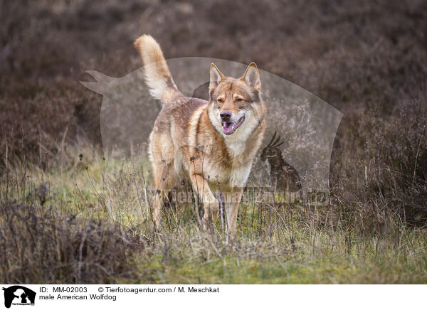 Amerikanischer Wolfshund Rde / male American Wolfdog / MM-02003