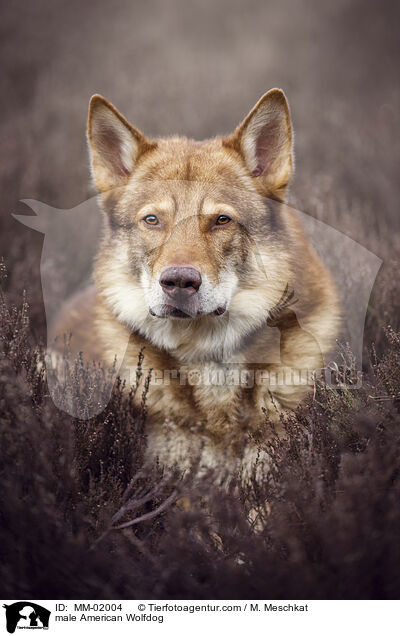 male American Wolfdog / MM-02004