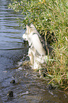 bathing american wolfdog