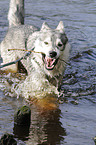 playing american wolfdog