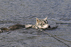 swimming american wolfdog