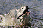 playing american wolfdog