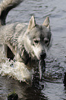 playing american wolfdog