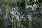 bathing american wolfdog