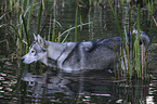 bathing american wolfdog