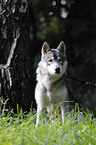 american wolfdog