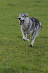 running american wolfdog