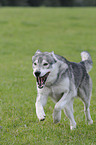 running american wolfdog