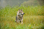 sitting american wolfdog