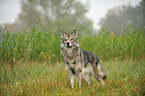 standing american wolfdog