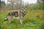 standing american wolfdog