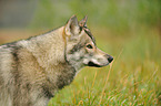 american wolfdog Portrait