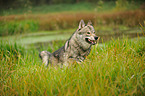 running american wolfdog