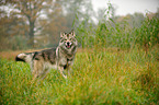 standing american wolfdog