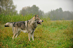 standing american wolfdog