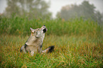 lying american wolfdog