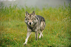 walking american wolfdog