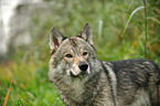 american wolfdog Portrait