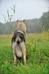 standing american wolfdog