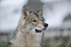 american wolfdog Portrait