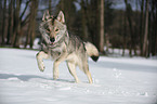 running american wolfdog