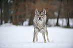 american wolfdog