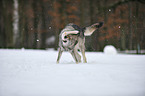 shaking american wolfdog