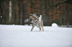 shaking american wolfdog