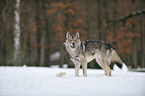 american wolfdog