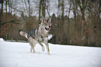 running american wolfdog