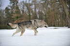 walking american wolfdog